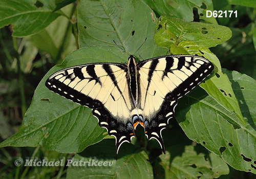 Eastern Tiger Swallowtail (Papilio glaucus)